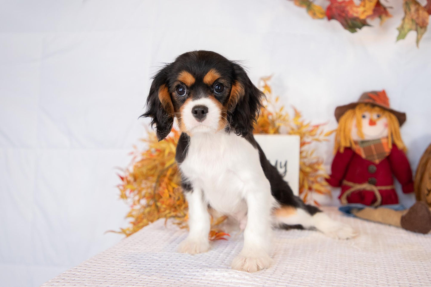 Cavalier King Charles Male (Luca)