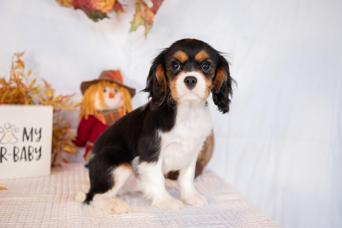 Cavalier King Charles Male (Luca)