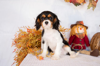 Cavalier King Charles Male (Luca)