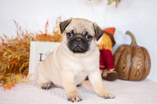 Pug Male (Ethan)