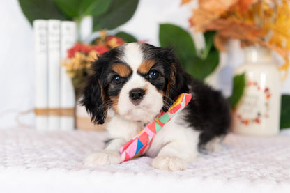 Cavalier King Charles Spaniel Female (April)