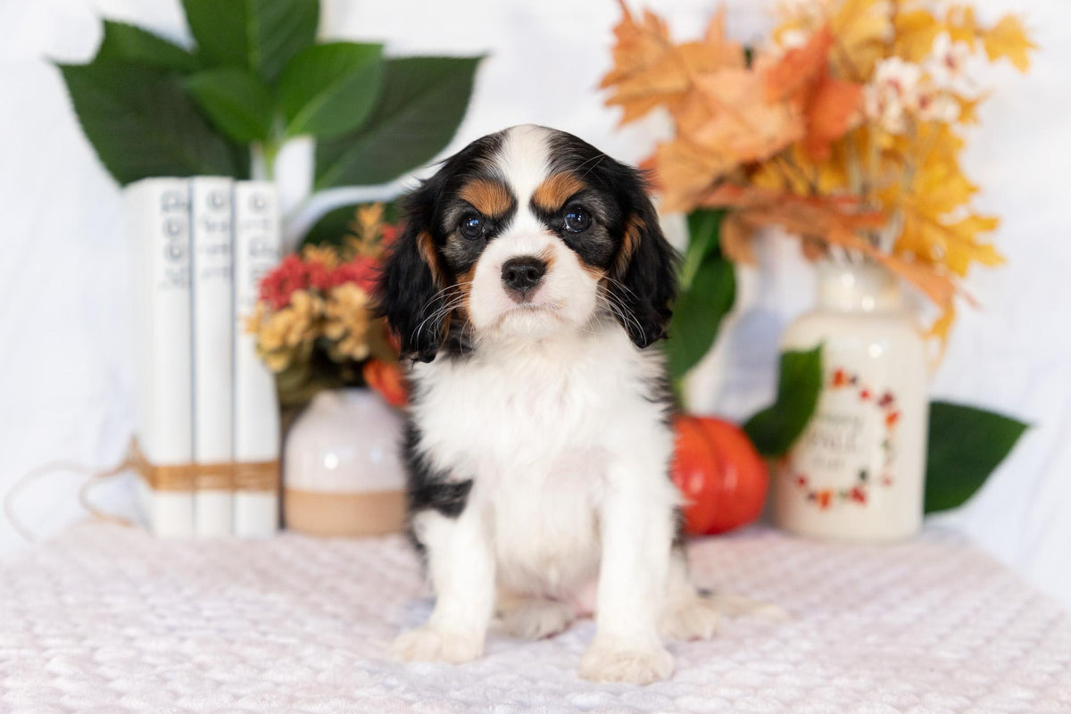 Cavalier King Charles Spaniel Female (April)