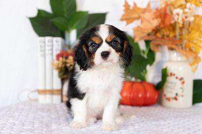 Cavalier King Charles Spaniel Female (April)