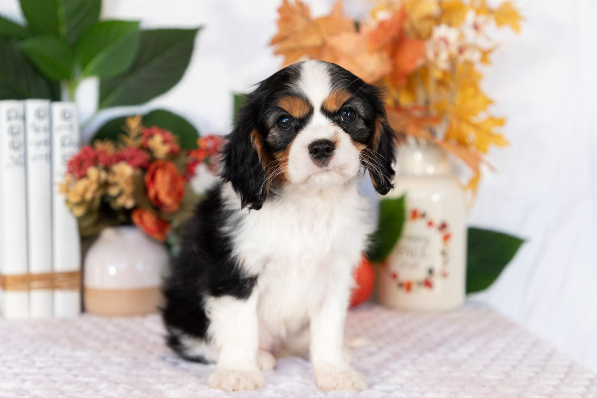 Cavalier King Charles Spaniel Female (April)