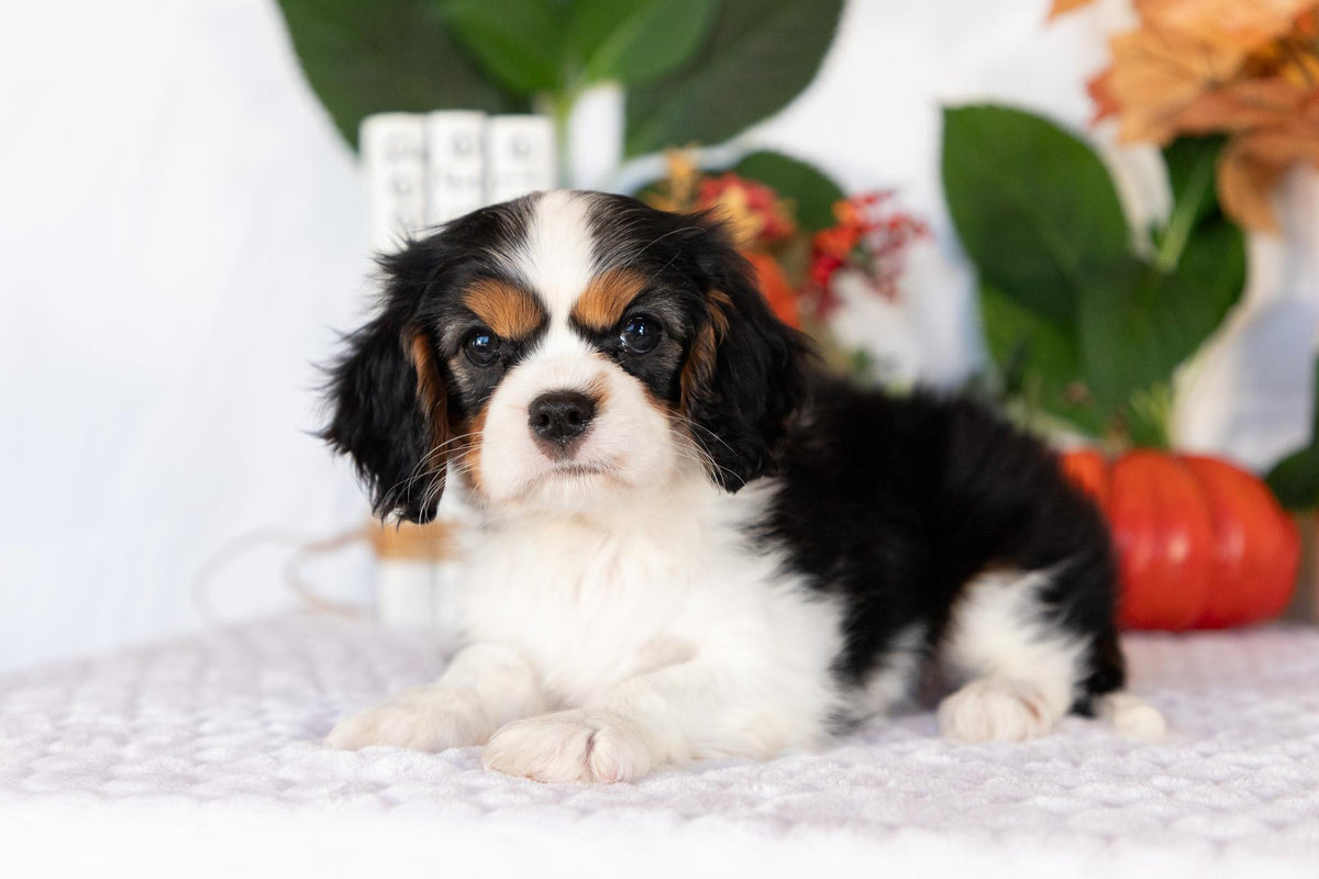 Cavalier King Charles Spaniel Female (April)