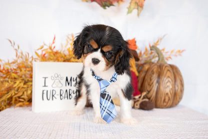 Cavalier King Charles Male (Freddie)