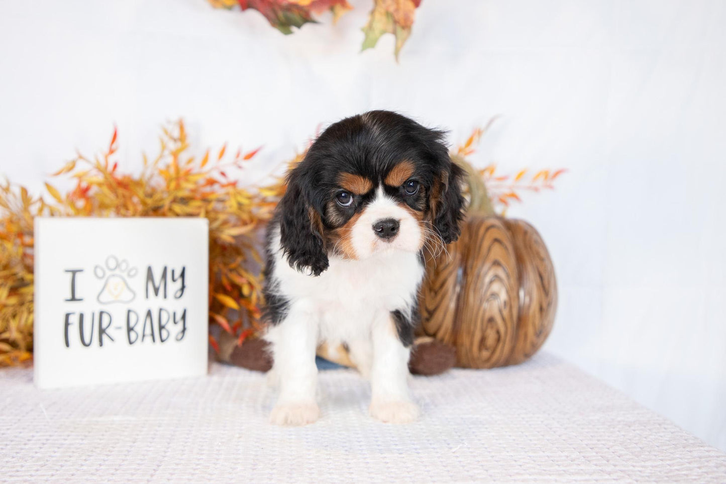 Cavalier King Charles Male (Freddie)