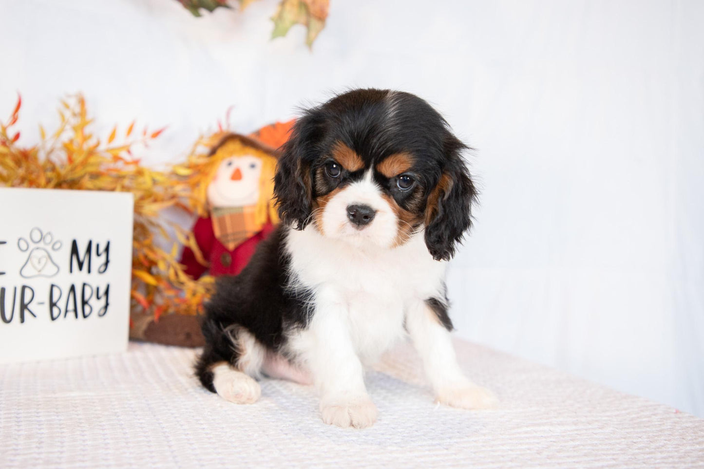 Cavalier King Charles Male (Freddie)