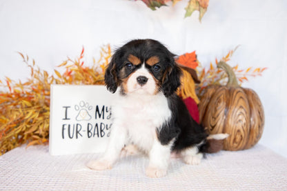 Cavalier King Charles Male (Freddie)
