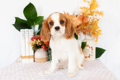 Cavalier King Charles Spaniel Female (Ellianna)