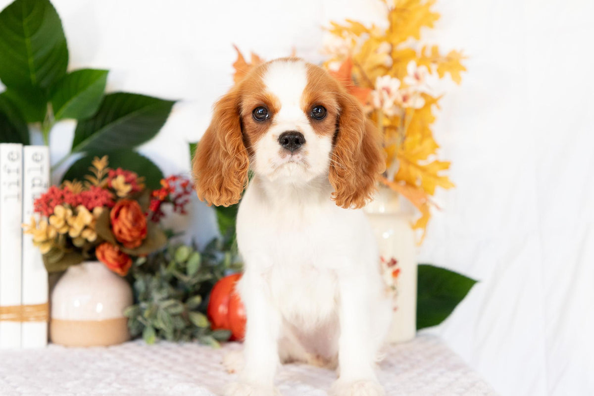 Cavalier King Charles Spaniel Female (Ellianna)