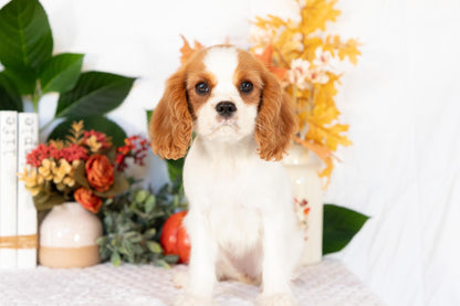 Cavalier King Charles Spaniel Female (Ellianna)