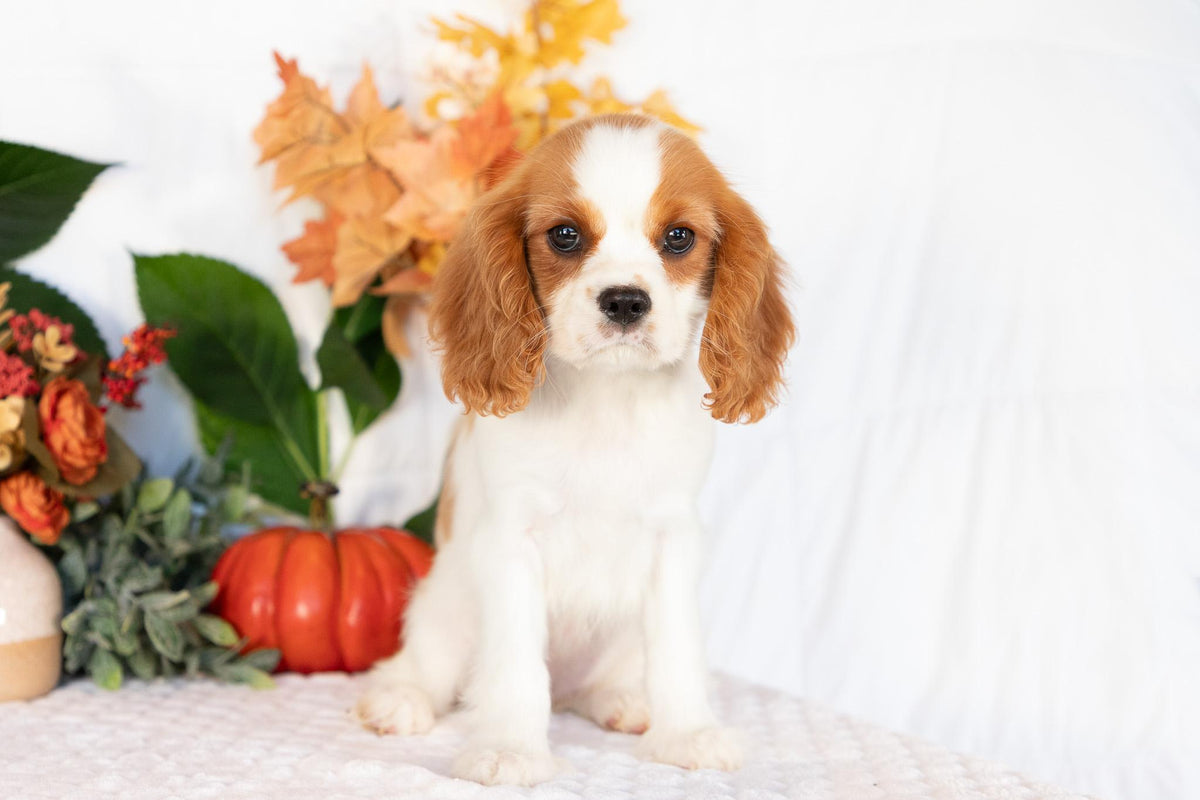 Cavalier King Charles Spaniel Female (Ellianna)