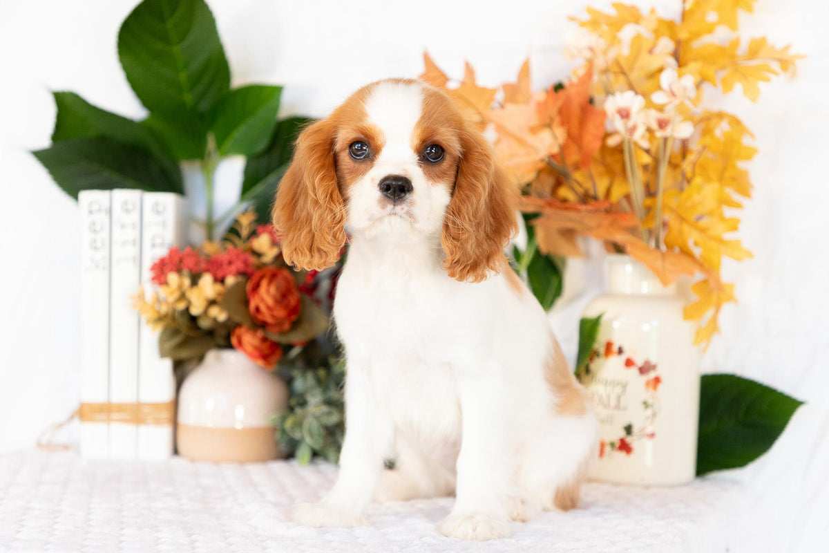 Cavalier King Charles Spaniel Female (Ellianna)