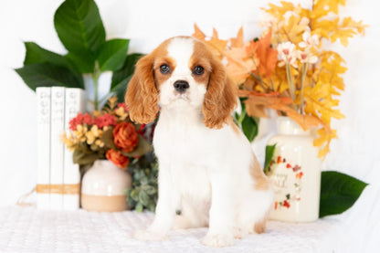 Cavalier King Charles Spaniel Female (Ellianna)