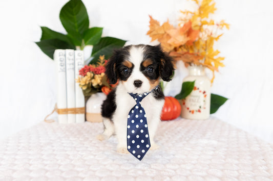 Cavalier King Charles Spaniel Male (Caspian)