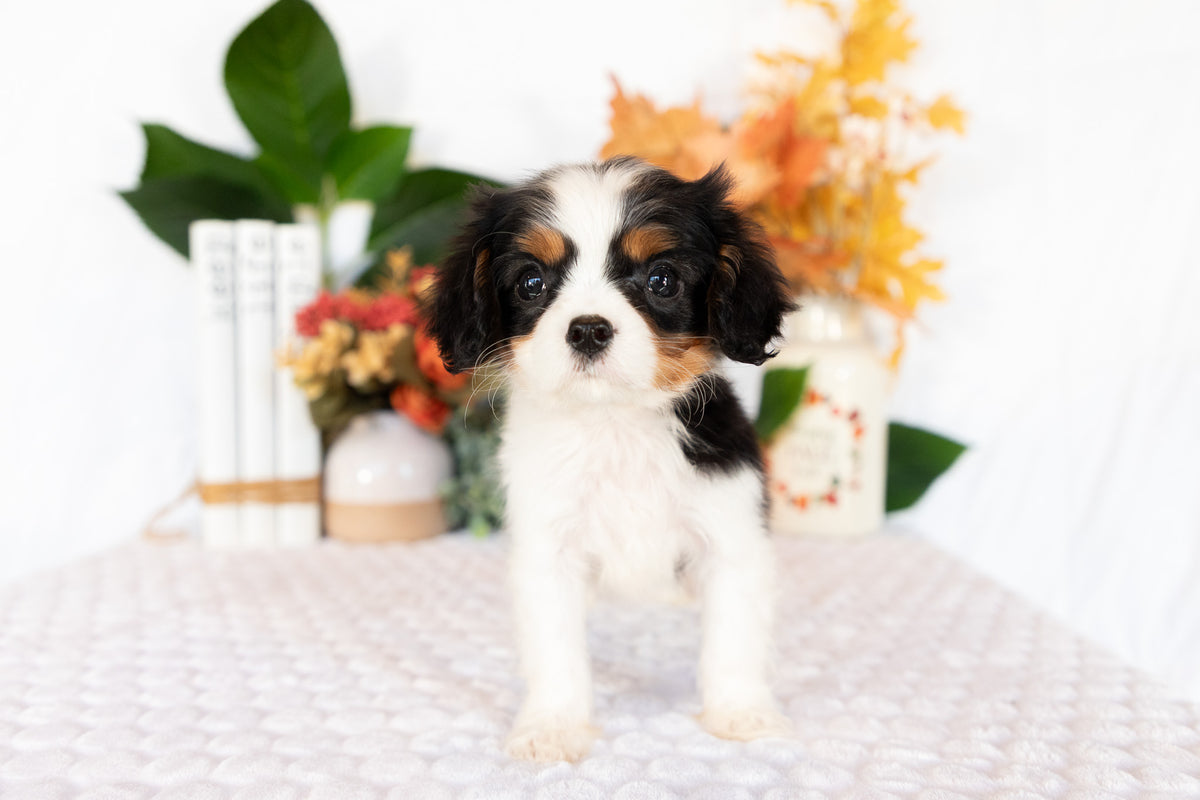 Cavalier King Charles Spaniel Male (Caspian)