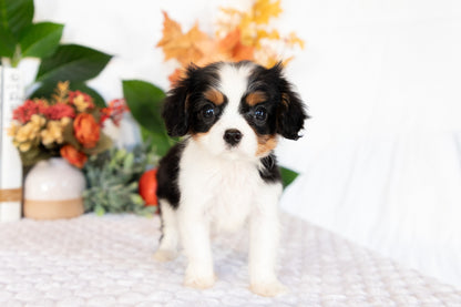 Cavalier King Charles Spaniel Male (Caspian)