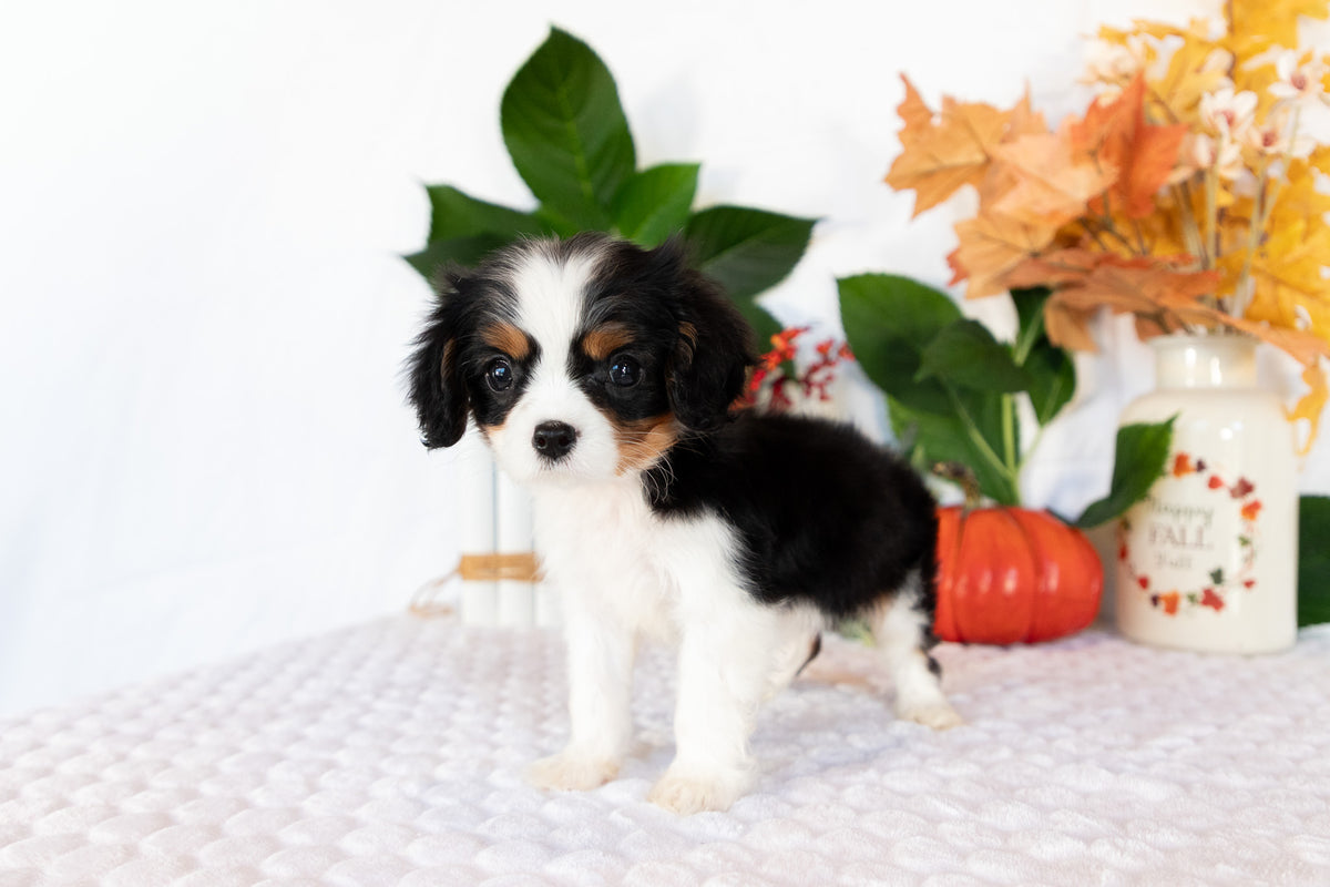 Cavalier King Charles Spaniel Male (Caspian)