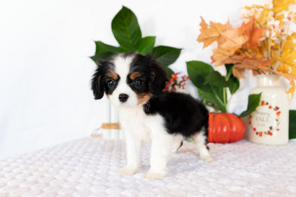Cavalier King Charles Spaniel Male (Caspian)