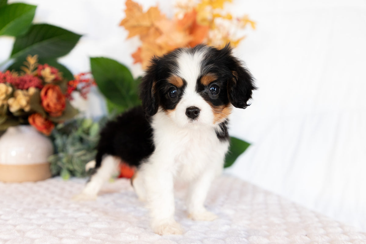 Cavalier King Charles Spaniel Male (Caspian)