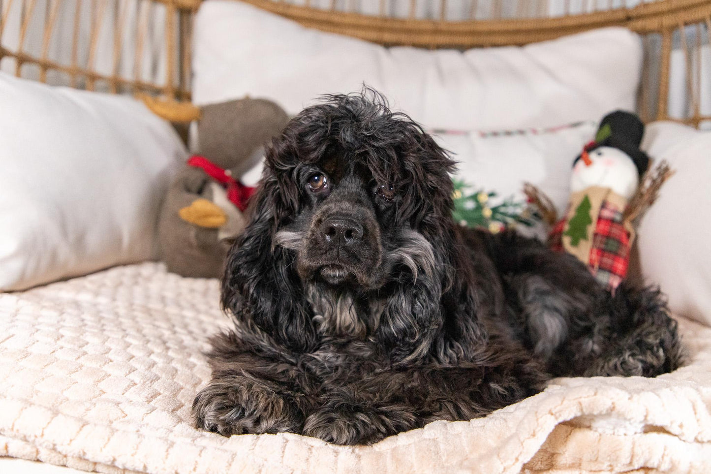 Cassie-Cocker Spaniel Female