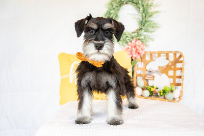 Kiki-Female Miniature Schnauzer