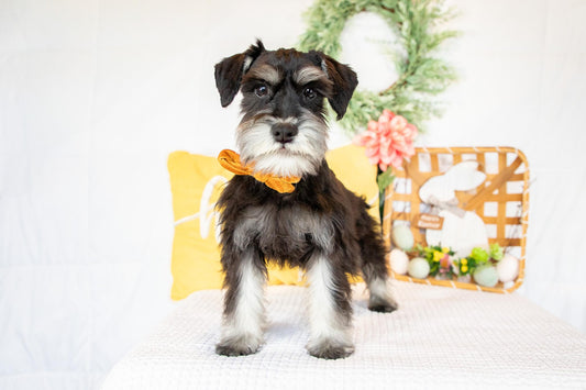 Kiki-Female Miniature Schnauzer