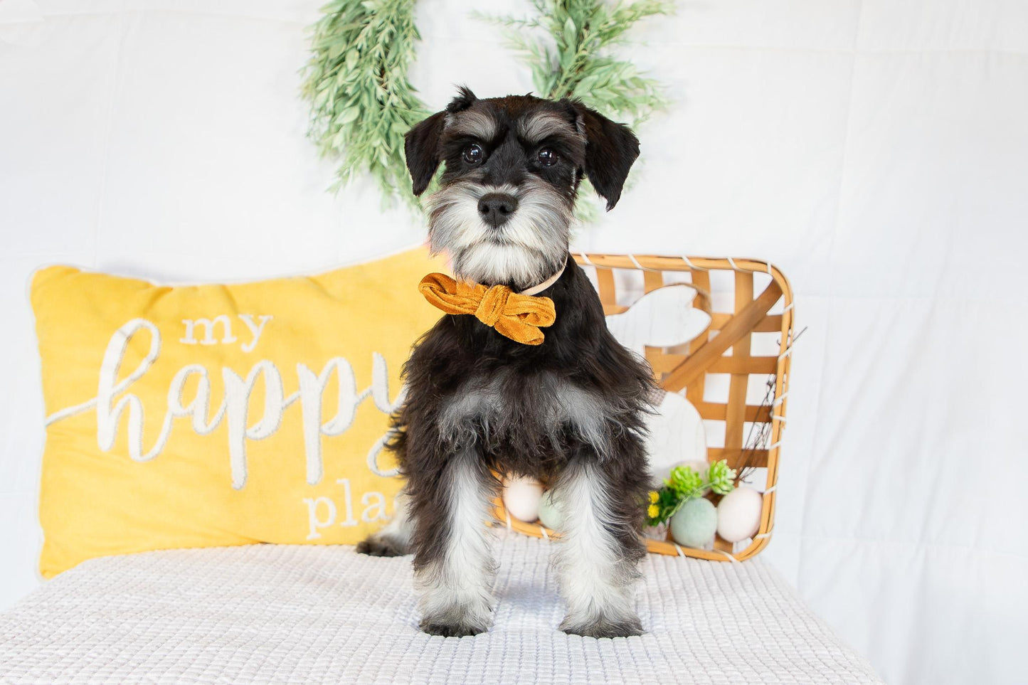 Kiki-Female Miniature Schnauzer