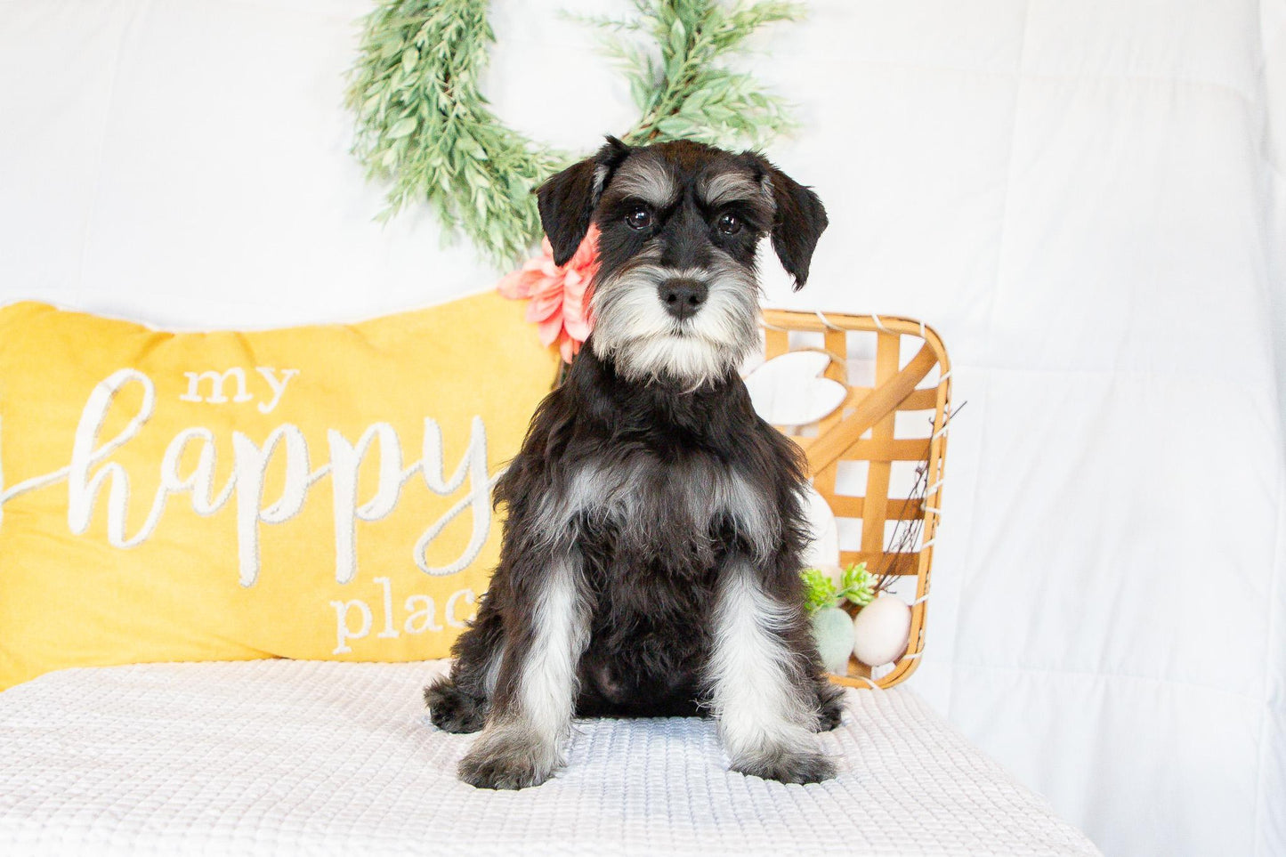 Kiki-Female Miniature Schnauzer