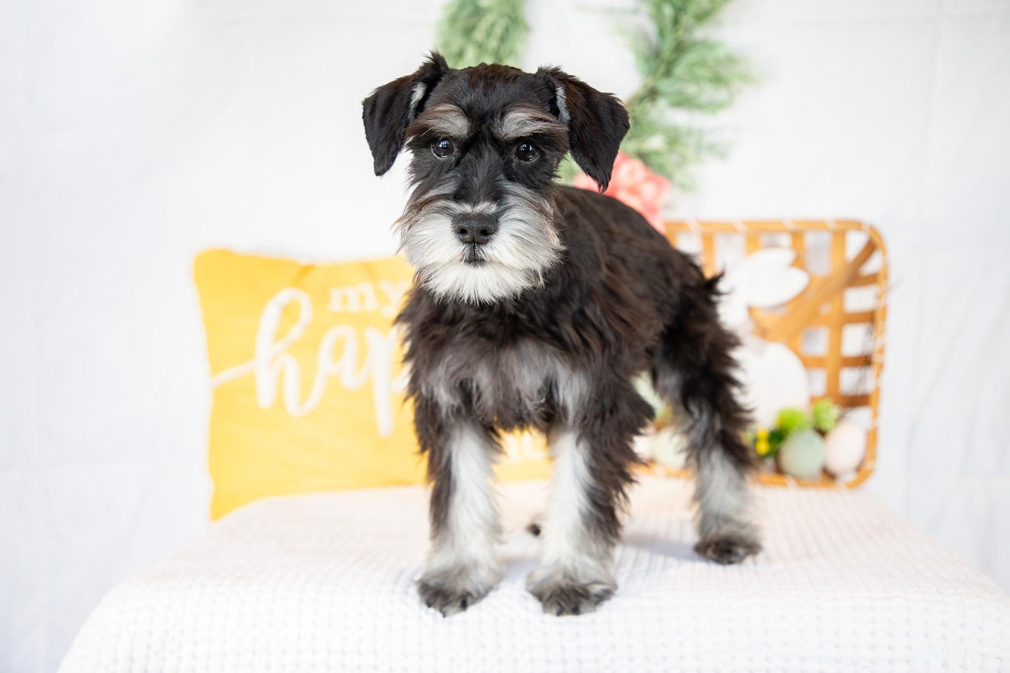 Kiki-Female Miniature Schnauzer