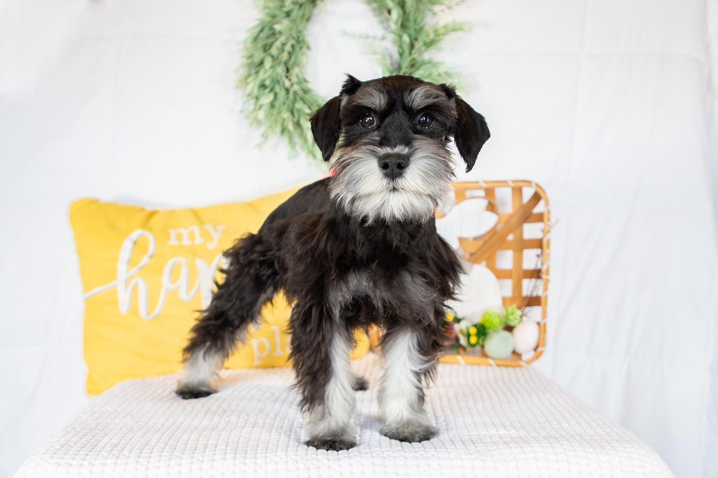 Kiki-Female Miniature Schnauzer