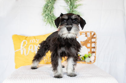 Kiki-Female Miniature Schnauzer
