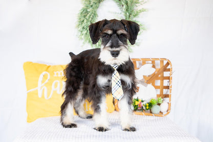 Koby-Miniature Schnauzer Male