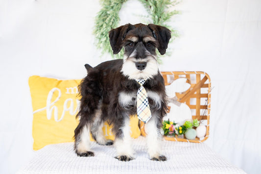 Koby-Miniature Schnauzer Male