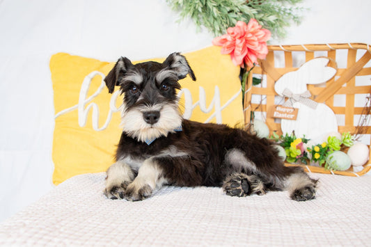 Lydia-Miniature Schnauzer Female