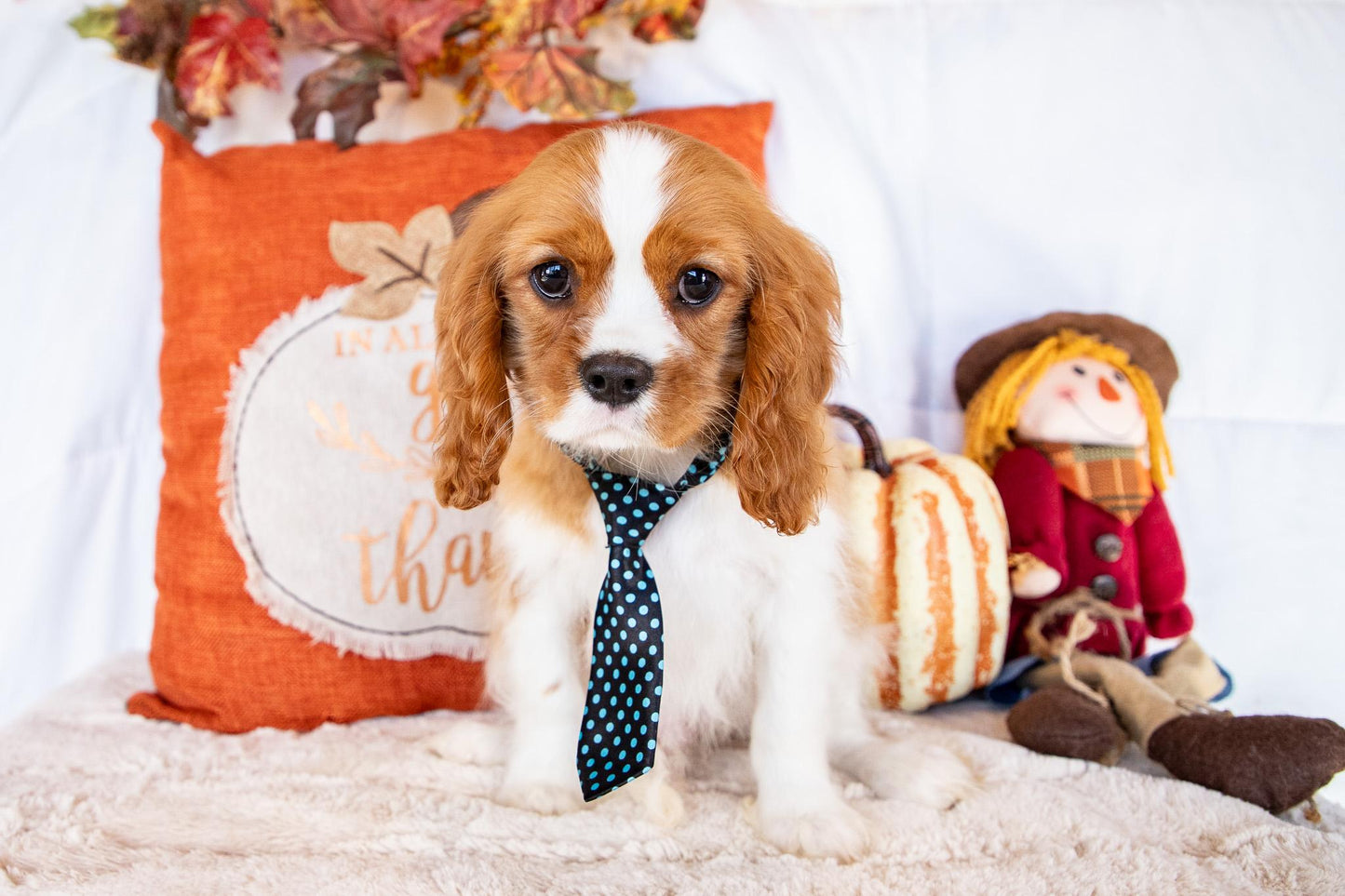 Oscar-Cavalier King Charles Male