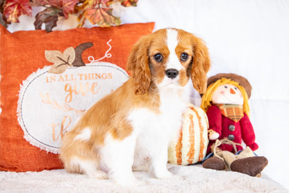 Oscar-Cavalier King Charles Male