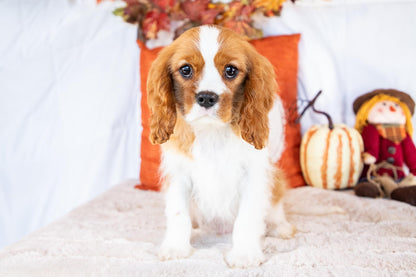 Oscar-Cavalier King Charles Male