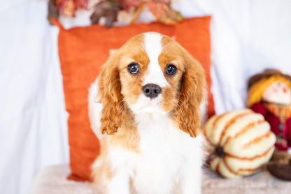 Oscar-Cavalier King Charles Male