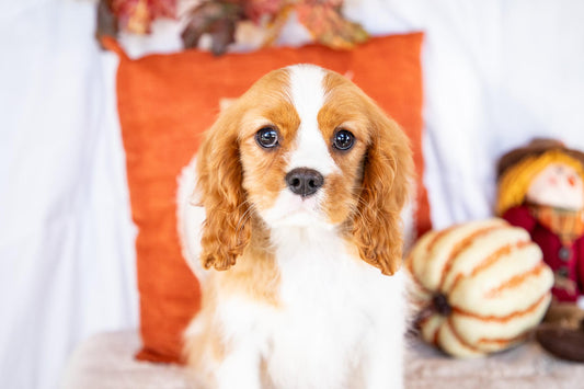 Oscar-Cavalier King Charles Male