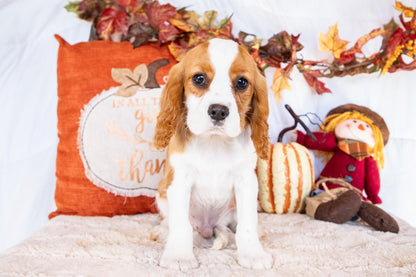 Olen-Cavalier King Charles Male