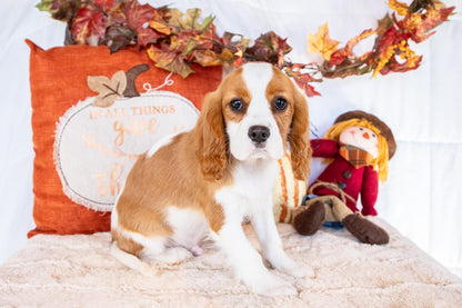 Olen-Cavalier King Charles Male