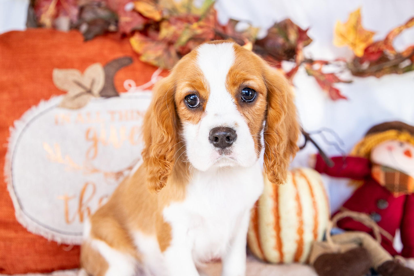 Olen-Cavalier King Charles Male