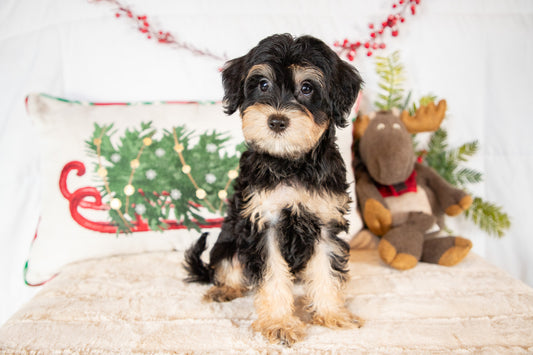 Coner-Schnoodle Male