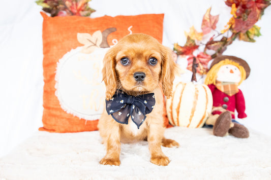 Shine-Cavalier King Charles Female