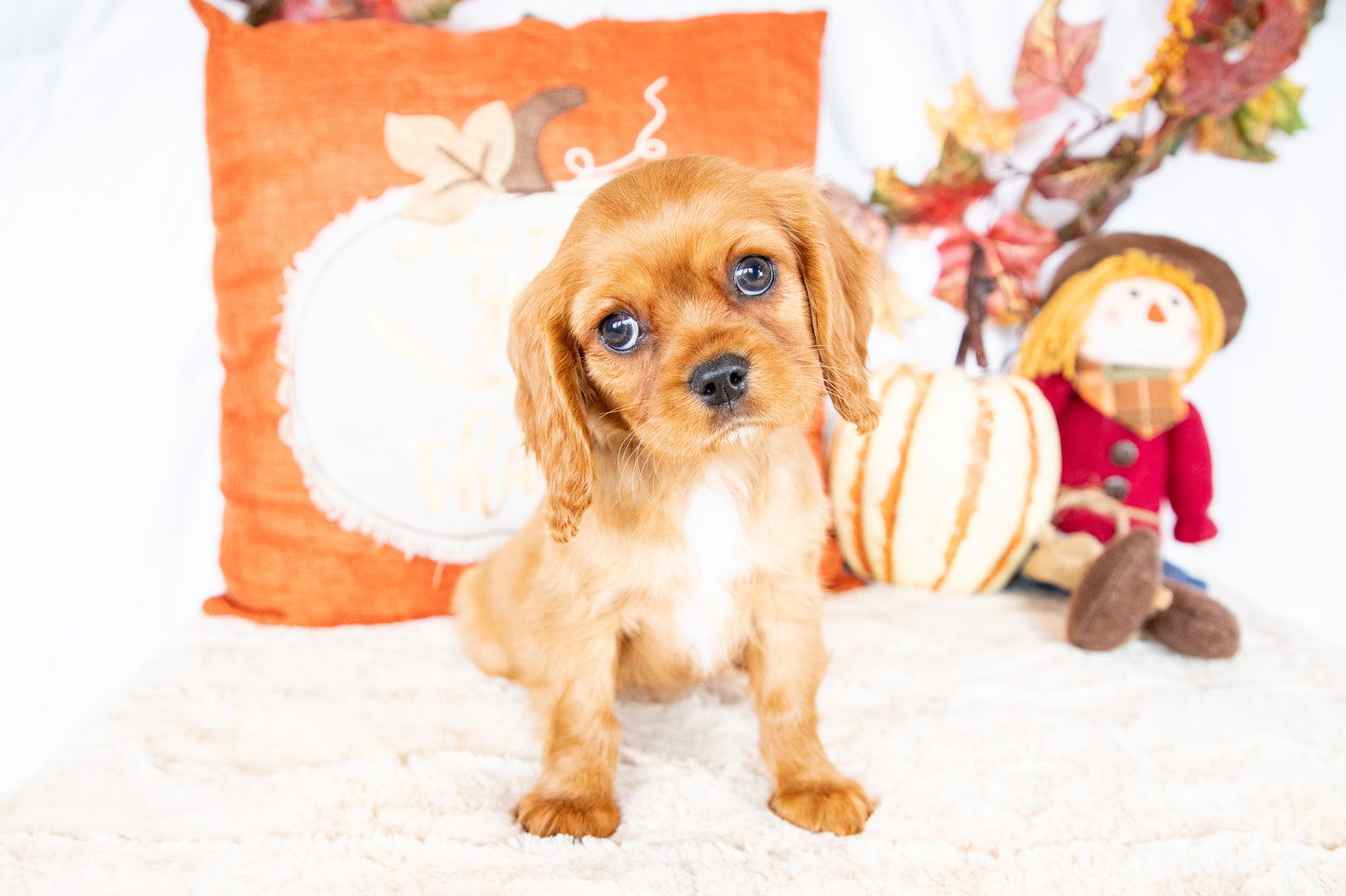 Shine-Cavalier King Charles Female