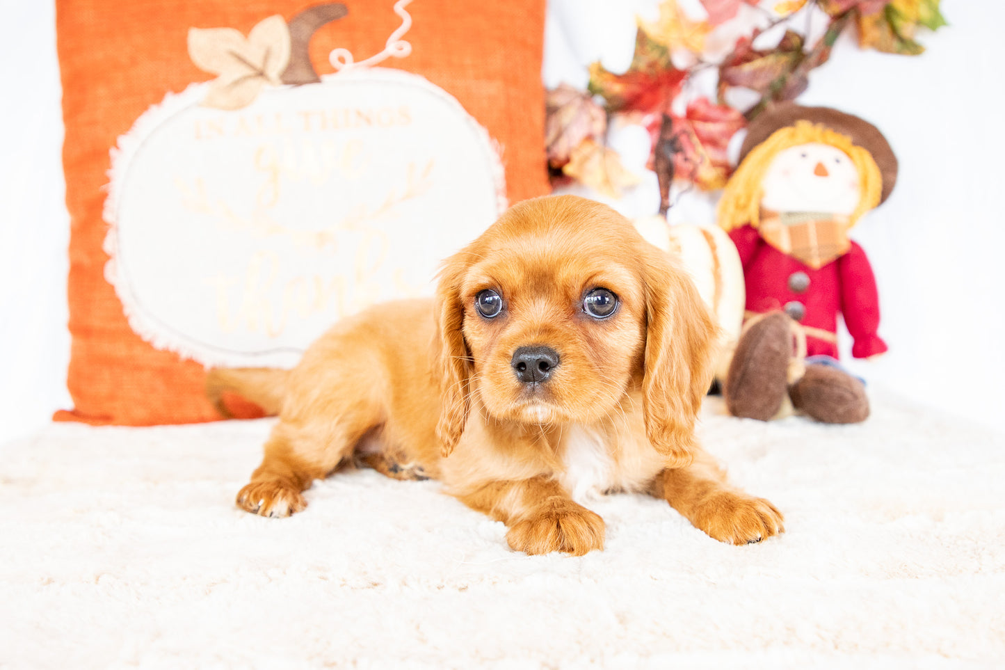 Shine-Cavalier King Charles Female