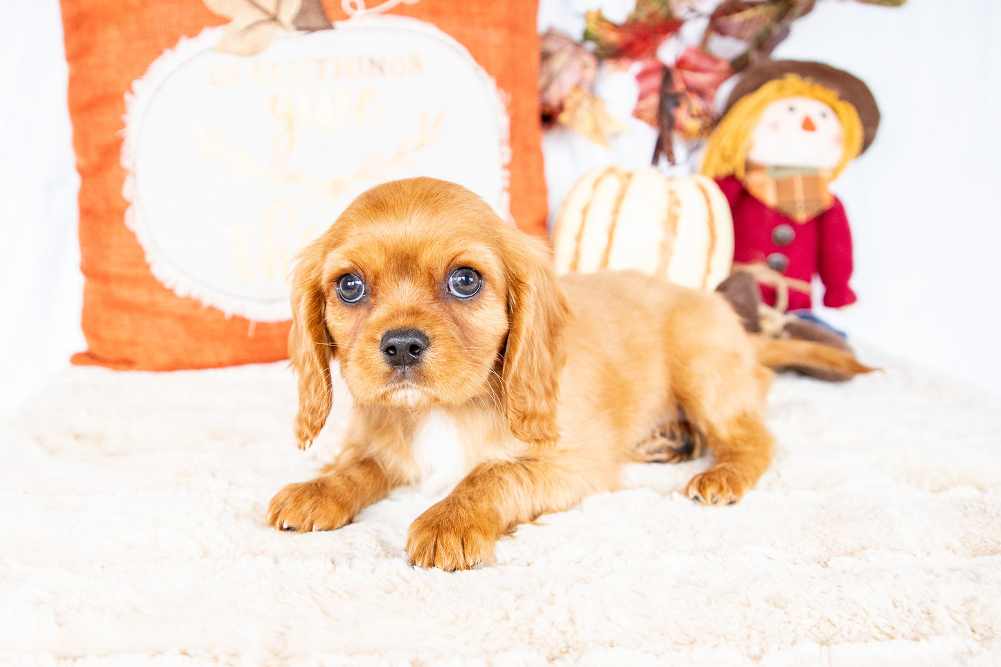 Shine-Cavalier King Charles Female