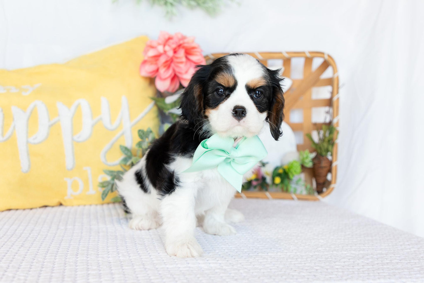 Cavalier King Charles Spaniel Female (Rosie)